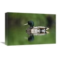 thumbnail image 1 of 12 x 18 in. Mallard Male Portrait, Vancouver Island, British Columbia, Canada Art Print - Tim Fitzharris, 1 of 1