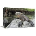 thumbnail image 1 of 12 x 18 in. Marine Iguana Clings to Lava Rock, Academy Bay, Galapagos Islands, Ecuador Art Print - Tui De Roy, 1 of 1