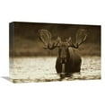 thumbnail image 1 of 12 x 18 in. Moose Male Raising Its Head While Feeding on the Bottom of A Lake, North America Art Print - Tim Fitzharris, 1 of 1