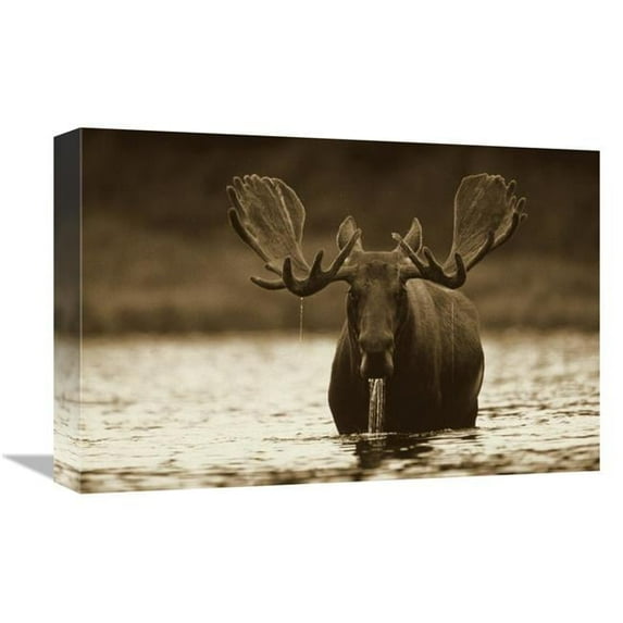 12 x 18 in. Moose Male Raising Its Head While Feeding on the Bottom of A Lake, North America Art Print - Tim Fitzharris