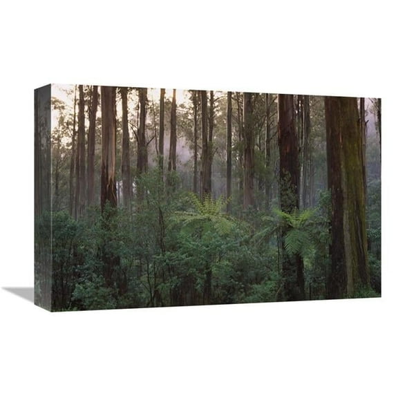 12 x 18 in. Mountain-Ash Forest, Dandenong Ranges NP, Australia Art Print - Konrad Wothe