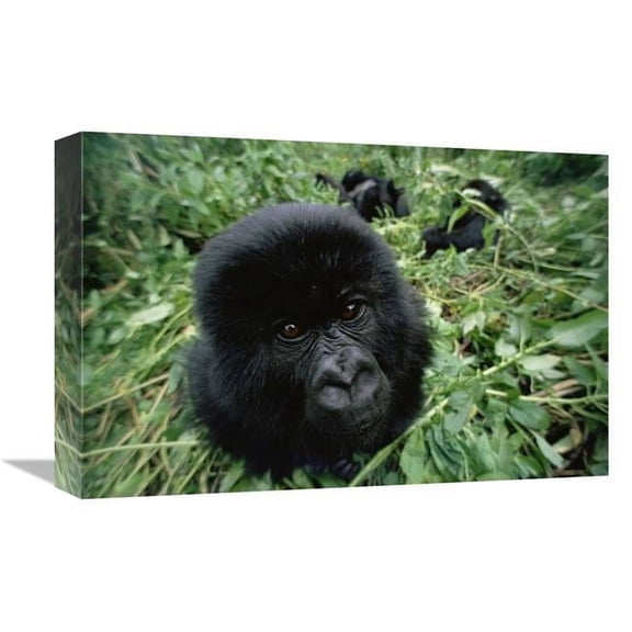 12 x 18 in. Mountain Gorilla Baby Portrait, VIrunga Mountains, Rwanda Art Print - Gerry Ellis