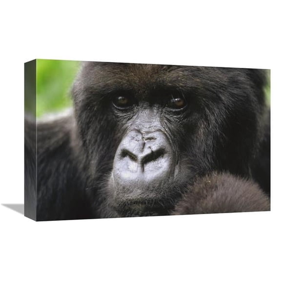 12 x 18 in. Mountain Gorilla Female Portrait, VIrunga Mountains, Rwanda Art Print - Gerry Ellis