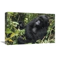 thumbnail image 1 of 12 x 18 in. Mountain Gorilla Female Resting, VIrunga Mountains, DRC Art Print - Gerry Ellis, 1 of 1