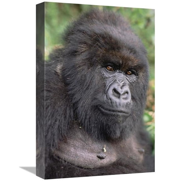 12 x 18 in. Mountain Gorilla Female, VIrunga Mountains Art Print - Gerry Ellis