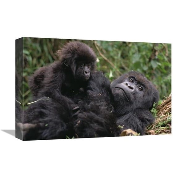 12 x 18 in. Mountain Gorilla Mom & Baby, VIrunga Mountains Art Print - Gerry Ellis