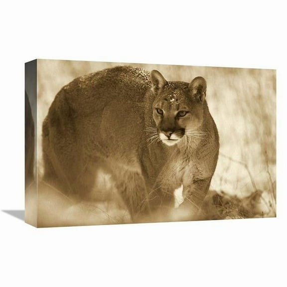 12 x 18 in. Mountain Lion Portrait in Winter, Montana - Sepia Art Print - Tim Fitzharris