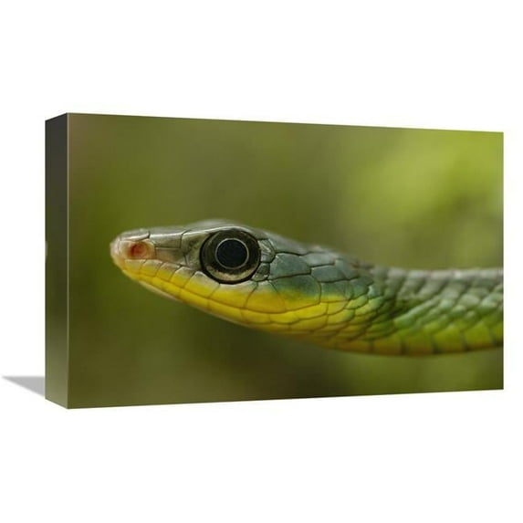 12 x 18 in. Mountain Sipo Close-Up of Head, Mindo Cloud Forest Ecosystem, Ecuador Art Print - Pete Oxford