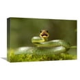 thumbnail image 1 of 12 x 18 in. Mountain Sipo Defensive Posture, Mindo Cloud Forest, Ecuador Art Print - Pete Oxford, 1 of 1