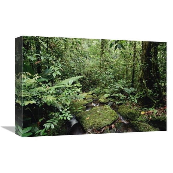 12 x 18 in. Mountain Stream in Tropical Rainforest, Mt Bosavi, Papua New Guinea Art Print - Gerry Ellis