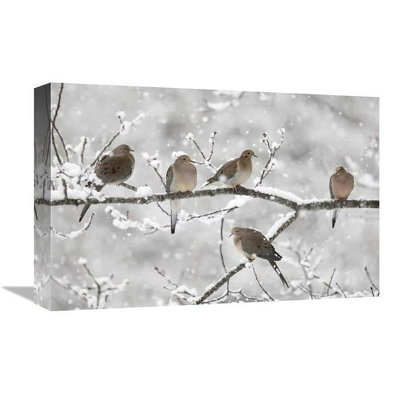 12 x 18 in. Mourning Dove Group in Winter, Nova Scotia, Canada Art Print - Scott Leslie