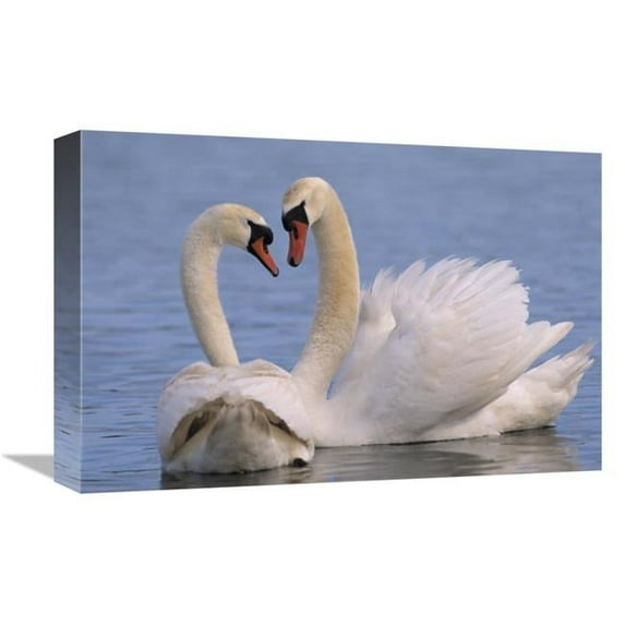 12 x 18 in. Mute Swan Pair Courting, Europe Art Print - Flip De Nooyer