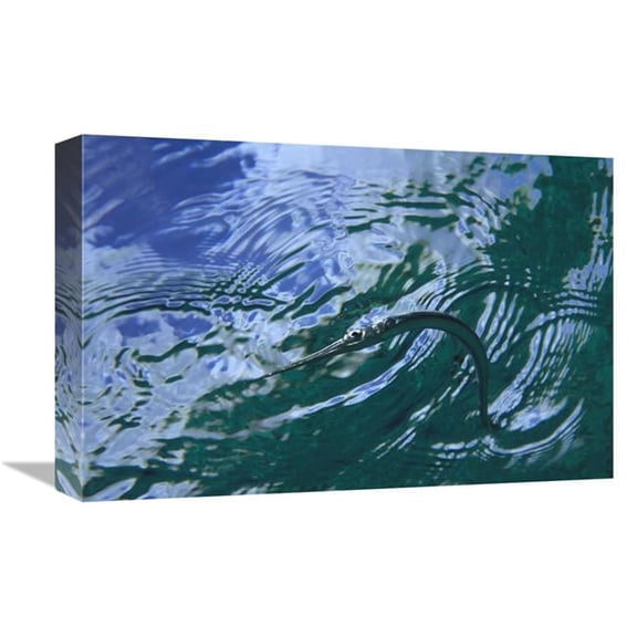 12 x 18 in. Needlefish on Water Surface, Bonaire, Netherland Antilles Art Print - Flip Nicklin