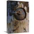 thumbnail image 1 of 12 x 18 in. Northern Flicker Woodpecker in Nest Cavity, Slana, Alaska Art Print - Michael Quinton, 1 of 1