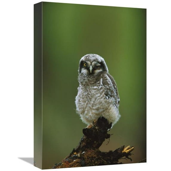12 x 18 in. Northern Hawk Owl Chick Portrait, Saskatchewan, Canada Art Print - Tom Vezo