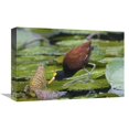 thumbnail image 1 of 12 x 18 in. Northern Jacana Foraging on Lily Pads, Costa Rica Art Print - Steve Gettle, 1 of 1
