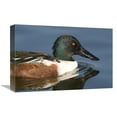 thumbnail image 1 of 12 x 18 in. Northern Shoveler Male Swimming, Kellogg Bird Sanctuary, Michigan Art Print - Steve Gettle, 1 of 1