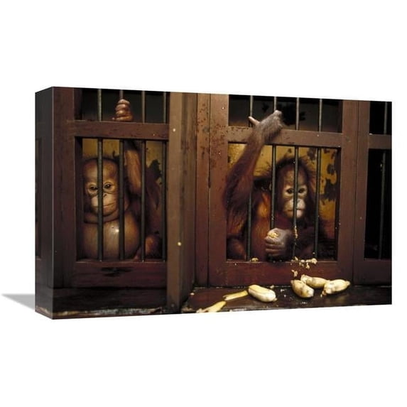 12 x 18 in. Orangutan Baby in Rehabilitation Center, Borneo Art Print - Konrad Wothe