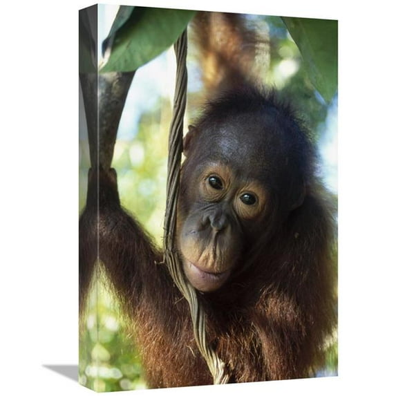 12 x 18 in. Orangutan Juvenile, Tanjung Puting National Park, Borneo Art Print - Konrad Wothe