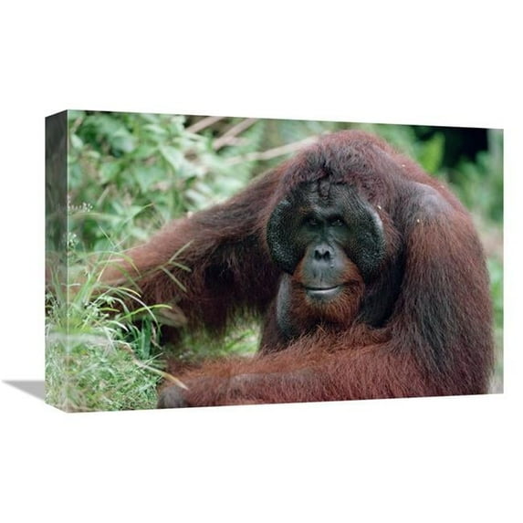 12 x 18 in. Orangutan Male, Adult, Borneo Art Print - Konrad Wothe