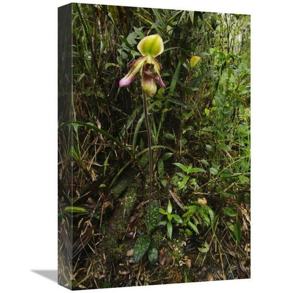 12 x 18 in. Orchid Flower in Rainforest, Sabah, Borneo, Malaysia Art Print - Chien Lee