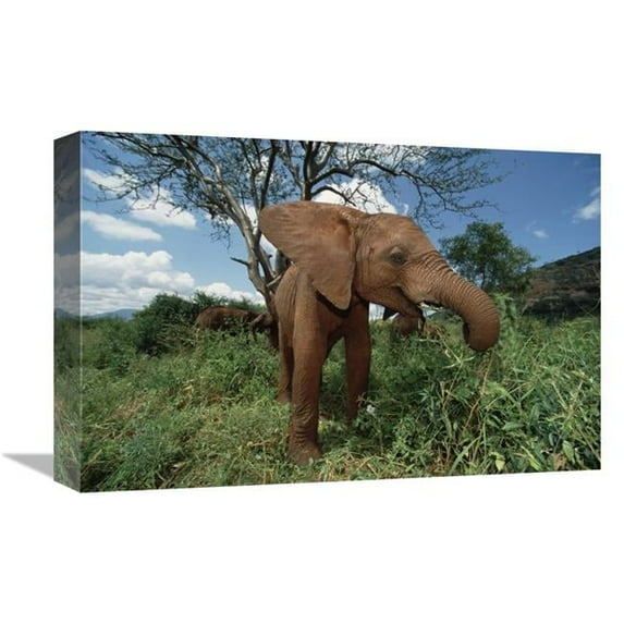 12 x 18 in. Orphan Baby Natumi Feeds on Vegetation, Tsavo East National Park, Kenya Art Print - Gerry Ellis