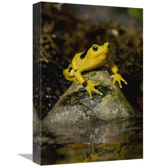 12 x 18 in. Panamanian Golden Frog, Native to Panama Art Print - San Diego Zoo