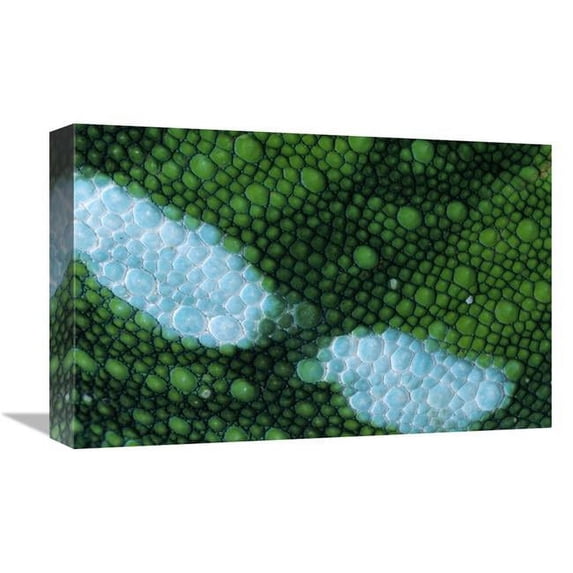12 x 18 in. Panther Chameleon Detail of Scales, Madagascar Art Print - Ingo Arndt