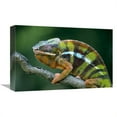 thumbnail image 1 of 12 x 18 in. Panther Chameleon Male, Madagascar Art Print - Ingo Arndt, 1 of 1