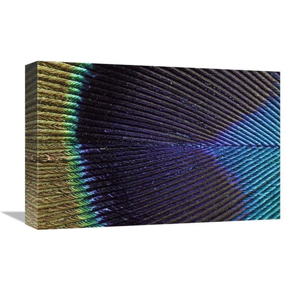 12 x 18 in. Peacock Feather Art Print - Silvia Reiche
