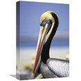 thumbnail image 1 of 12 x 18 in. Peruvian Pelican in Breeding Colors, Lobos De Afuera Island, Peru Art Print - Tui De Roy, 1 of 1