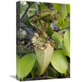 thumbnail image 1 of 12 x 18 in. Pitcher Plant Pitcher, Brunei, Borneo, Indonesia Art Print - Chien Lee, 1 of 1