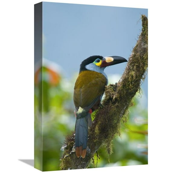 12 x 18 in. Plate-Billed Mountain-Toucan, Ecuador Art Print - Steve Gettle