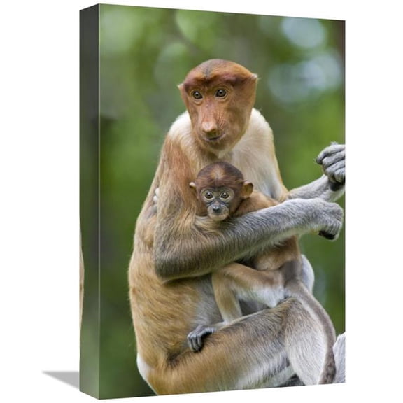 12 x 18 in. Proboscis Monkey Female Holding Two Month Old Baby, Sabah, Malaysia Art Print - Suzi Eszterhas