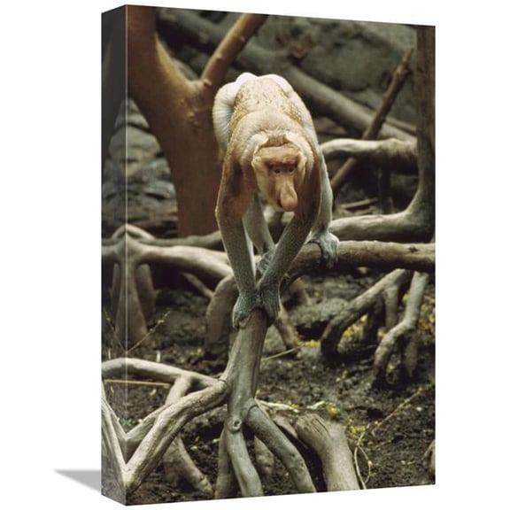 12 x 18 in. Proboscis Monkey Walking Along Tree Roots, Borneo Art Print - Gerry Ellis