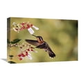 thumbnail image 1 of 12 x 18 in. Purple-Throated Mountain-Gem Hummingbird, Feeding & Pollinating Flower of Epiphytic Heath, Cloud Forest, Costa Rica Art Print - Michael & Patricia Fogden, 1 of 1