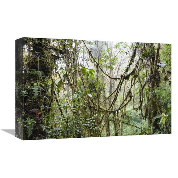 12 x 18 in. Rainforest At Cerro De La Muerte, Costa Rica Art Print - Konrad Wothe