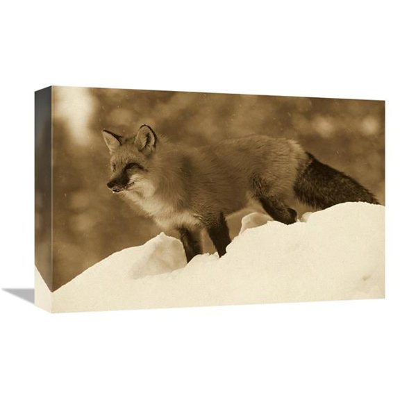 12 x 18 in. Red Fox Standing At the Top of A Snow Bank, Montana - Sepia Art Print - Tim Fitzharris