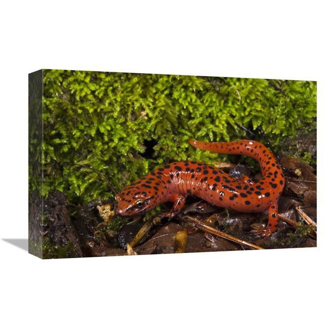 Red Salamander 12 x 18 Canvas Art Print