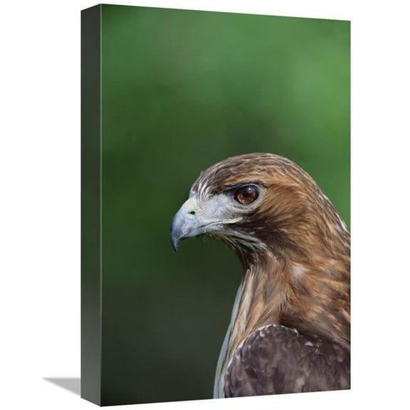 12 x 18 in. Red-Tailed Hawk Portrait, North America Art Print - Konrad Wothe
