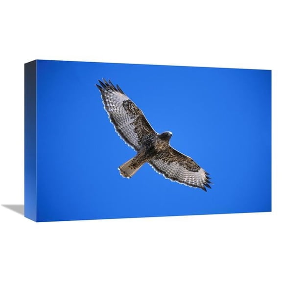 12 x 18 in. Red-Tailed Hawk, Sulphur Springs Valley, Arizona Art Print - Tom Vezo