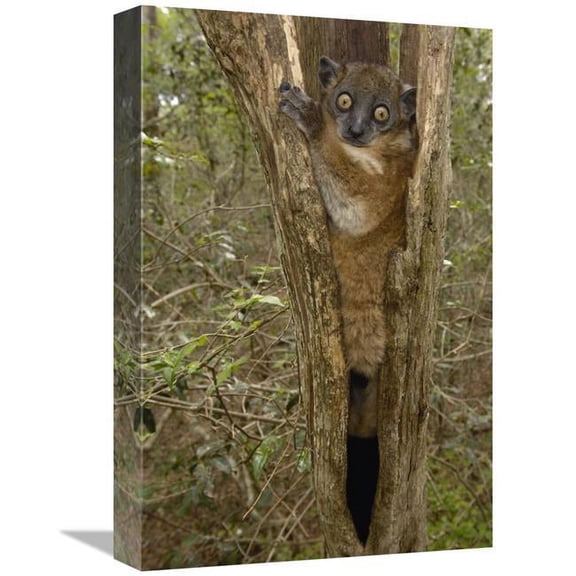 12 x 18 in. Red-Tailed Sportive Lemur in Tree Trunk, Zombitse Reserve, Madagascar Art Print - Pete Oxford