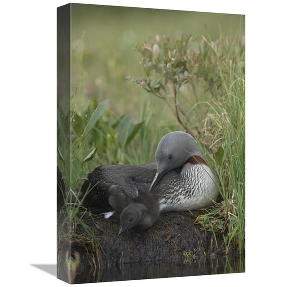 12 x 18 in. Red-Throated Loon with Chick on Nest, Alaska Art Print - Michael Quinton