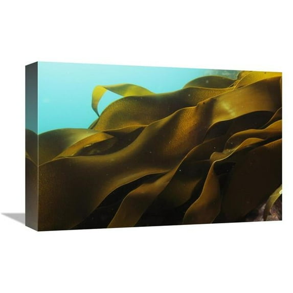 12 x 18 in. Ribbon Kelp, Antarctica Art Print - Hiroya Minakuchi