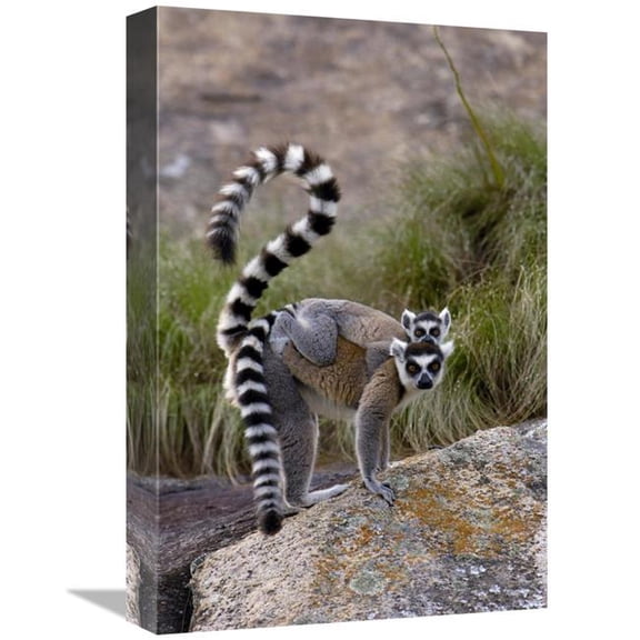 12 x 18 in. Ring-Tailed Lemur Mother & Young, Near Andringitra Mountains, Madagascar Art Print - Pete Oxford