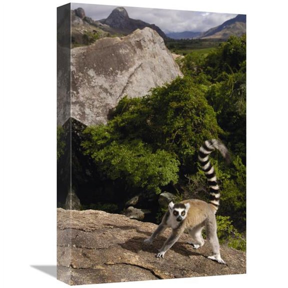 12 x 18 in. Ring-Tailed Lemur, Near Andringitra Mountains, Madagascar Art Print - Pete Oxford