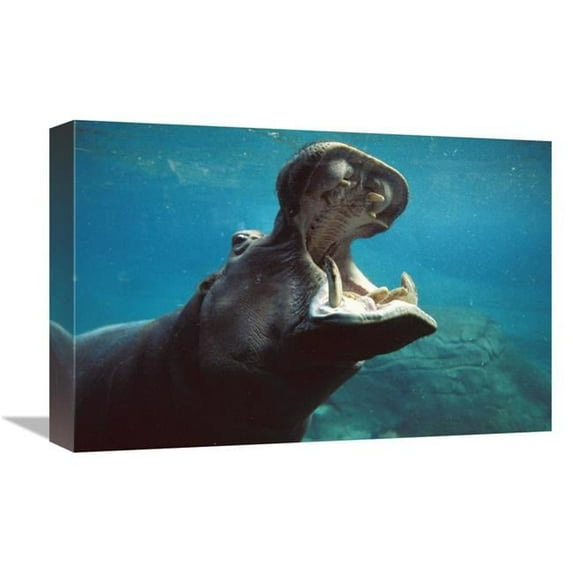 12 x 18 in. River Hippopotamus Swimming Submerged in Tank, Native to Africa Art Print - San Diego Zoo