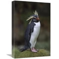 thumbnail image 1 of 12 x 18 in. Rockhopper Penguin Portrait, Gough Island, South Atlantic Art Print - Tui De Roy, 1 of 1