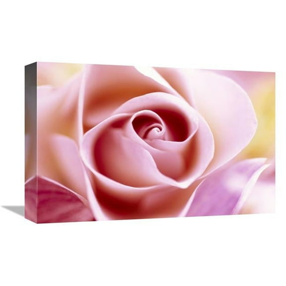 12 x 18 in. Rose Close Up of Pink Flower in A Bouquet, North America & Europe Art Print - Jan Vermeer