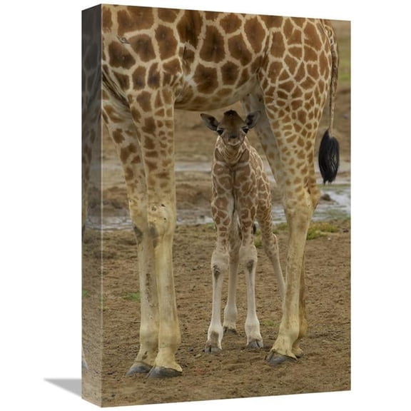 12 x 18 in. Rothschild Giraffe Calf Hiding Under Mother, Native to Africa Art Print - San Diego Zoo
